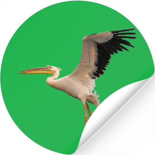 pelican pelikanbird vogel1