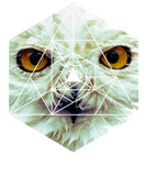 Snow Owl - Cool Graphic Mysterious Wildlife