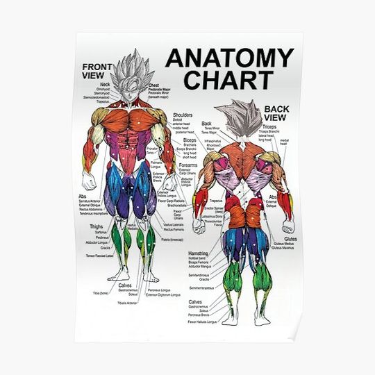 Muscle Diagram Premium Matte Vertical Poster