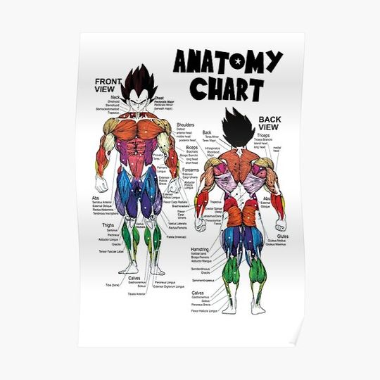 Vegeta Muscle Chart - Anatomy Diagram - Anime Gym Motivational Premium Matte Vertical Poster