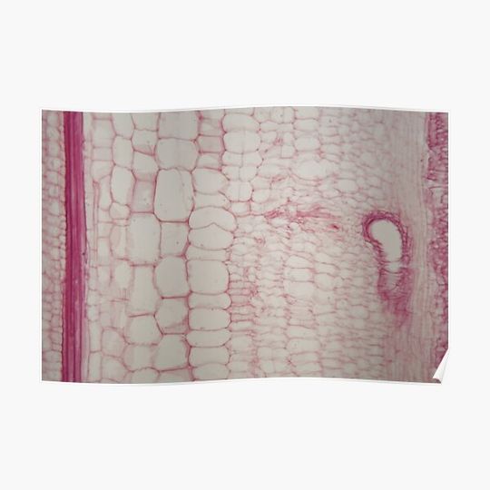Stem with sieve cells under the microscope Premium Matte Vertical Poster