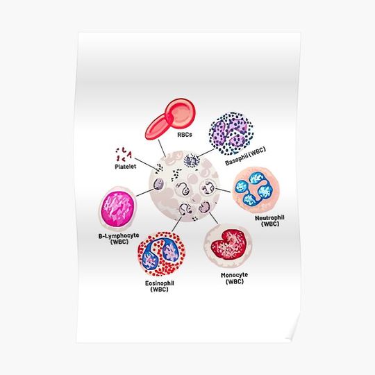 Blood cells. RBCs. WBCs, Basophil, Platelet, thrombocyte, Neutrophil, B-Lymphocyte, Monocyte, Eosinophil. Premium Matte Vertical Poster