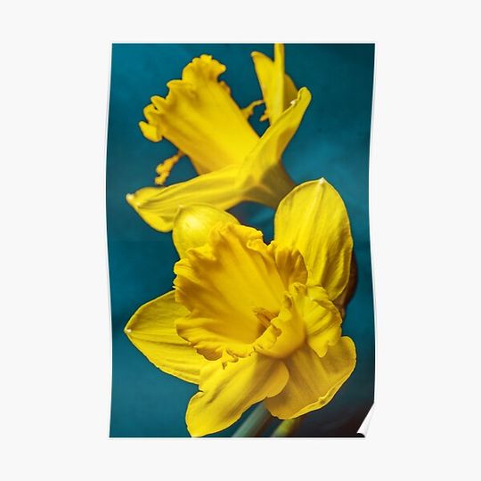 Daffodils Premium Matte Vertical Poster