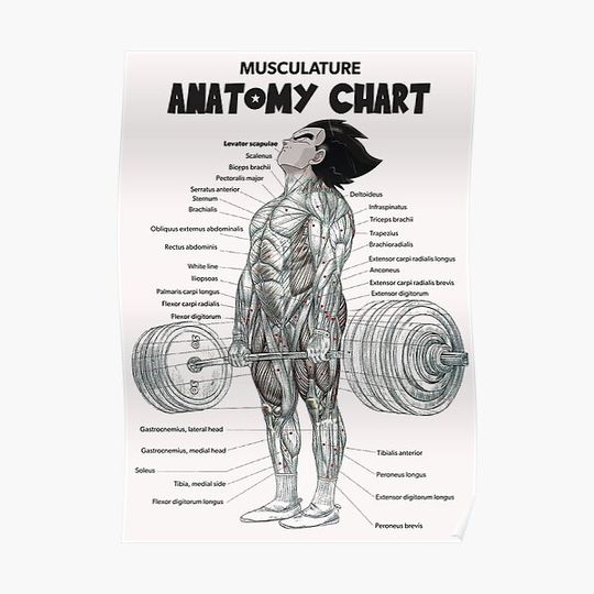 Deadlift Muscle Chart - Anatomy Diagram - Anime Gym Motivational Premium Matte Vertical Poster