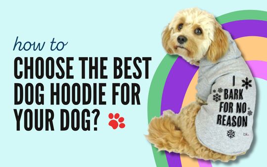 image post How To Choose The Best Dog Hoodies For Your Dog?