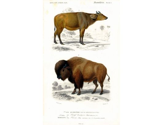 1861 Antique Bison Bull Cow Breeds Print Cattle Farming. Cow Bull breeds identification French vintage. illustration Farm Decor