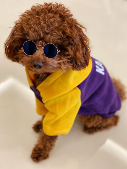 Lakers Dog Hoodie || Keep You and Your Pet Warm