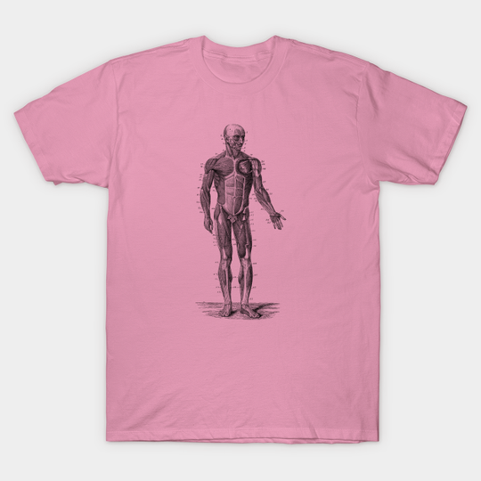 Human Muscle System - Vintage Anatomy - Skeleton - T-Shirt