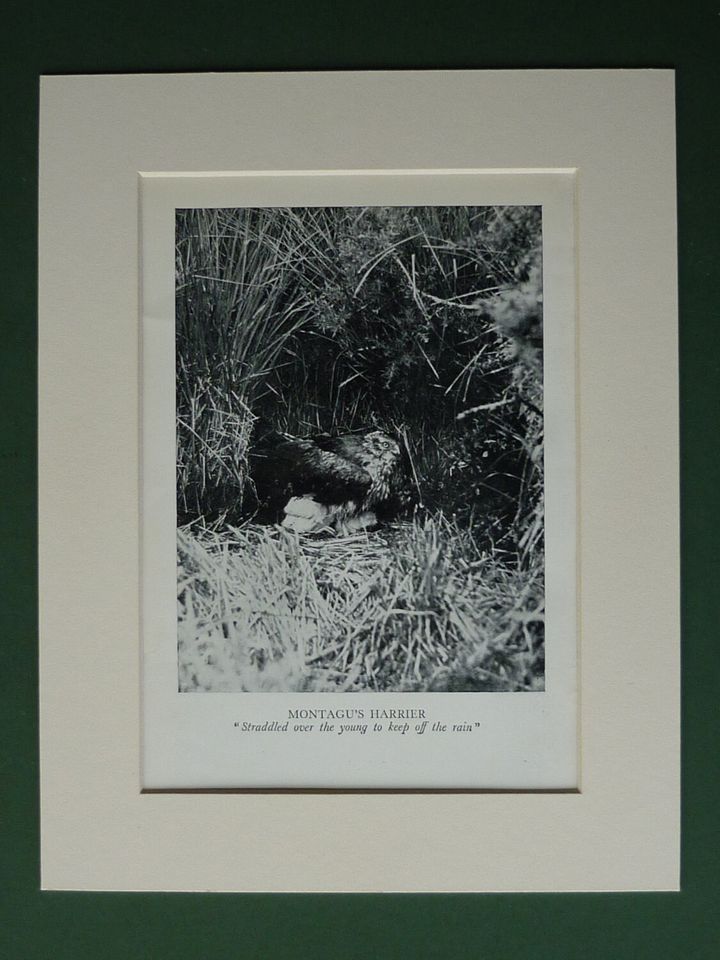 1930s Vintage Montagu's Harrier Print - Bird Of Prey - Natural History - Bird Photograph - Available Framed - Ornithology Print - Bird Decor